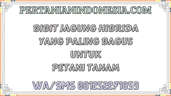 Bibit Jagung Hibrida Yang Paling Bagus Untuk Petani Tanam